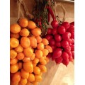 Tomato